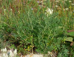 Astragalus albicaulis
