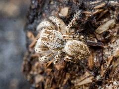 Yllenus turkestanicus