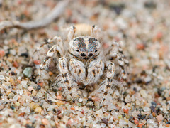 Yllenus turkestanicus