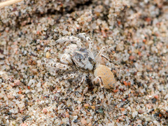 Yllenus turkestanicus