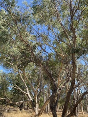 Eucalypteae
