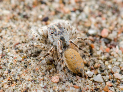 Yllenus turkestanicus