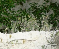 Astragalus albicaulis