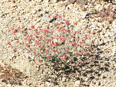 Eriogonum pusillum