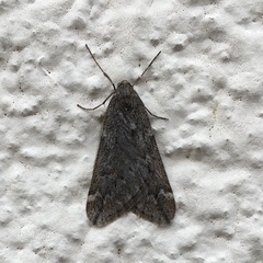 Alsophila aescularia