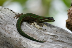 Phelsuma cepediana