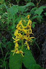 Ligularia fischeri