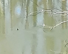 Lophodytes cucullatus