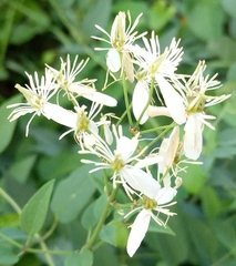 Clematis recta