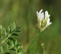 Astragalus albicaulis