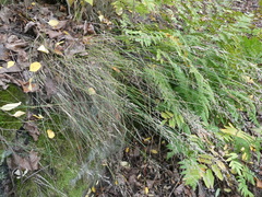 Poa nemoralis