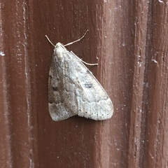 Theria rupicapraria