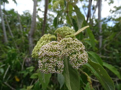 Callicarpa acuminata