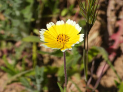 Layia platyglossa