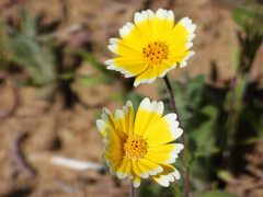 Layia platyglossa