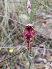 Calochilus gracillimus