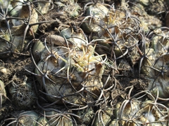 Coryphantha