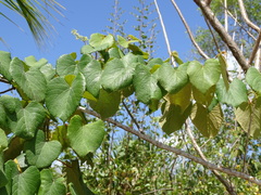 Vitis tiliifolia