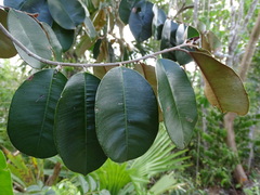 Chrysophyllum mexicanum