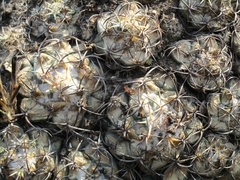 Coryphantha