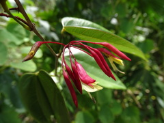 Bauhinia jenningsii