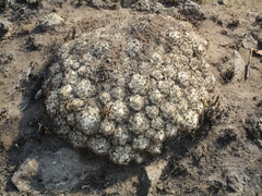 Coryphantha