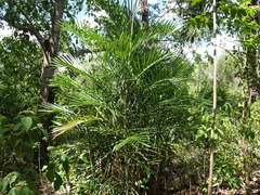 Chamaedorea seifrizii