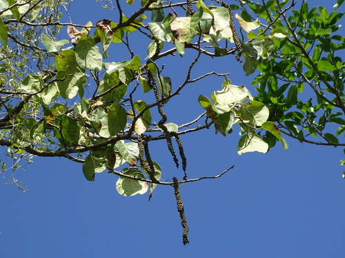 Image of Coccoloba spicata by (c) Alexis López Hernández, some rights reserved (CC BY)