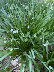 Leucojum