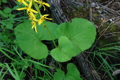 Ligularia fischeri