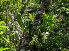 Philodendron smithii