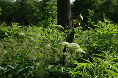 Angelica ursina
