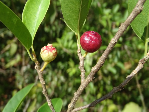 Image of Ficus pertusa by (c) Alexis López Hernández, some rights reserved (CC BY)