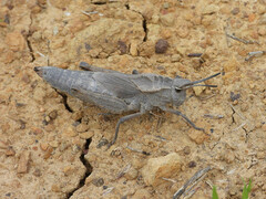 Dracotettix monstrosus