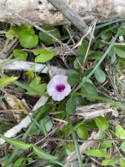Ipomoea littoralis