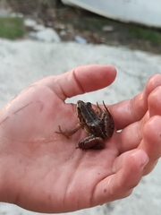 Pelophylax epeiroticus