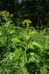 Jacobaea cannabifolia