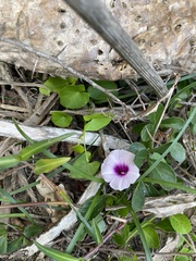 Ipomoea littoralis
