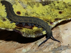 Peripatoides