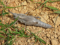 Dracotettix monstrosus