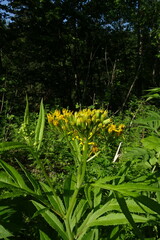 Jacobaea cannabifolia