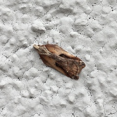 Acleris cristana