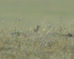 Oenanthe oenanthe