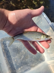 Scardinius acarnanicus