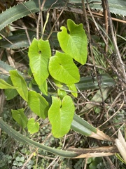 Ipomoea littoralis