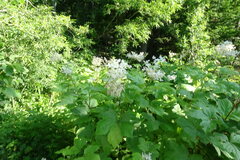 Filipendula camtschatica