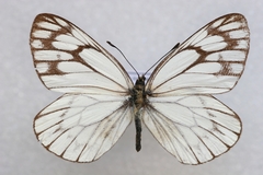 Aporia soracta