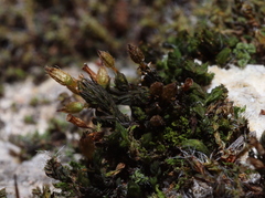 Orthotrichum anomalum