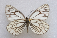 Aporia soracta