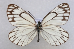 Aporia soracta